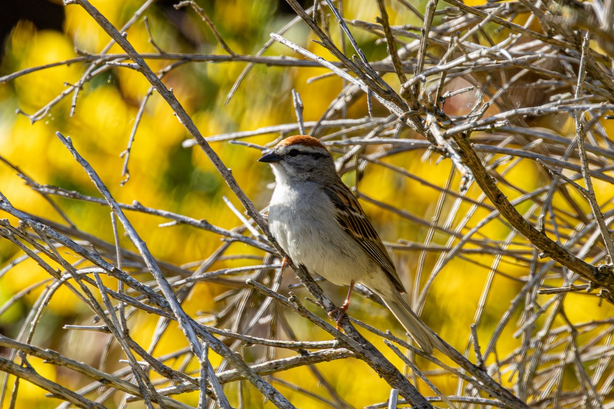 Chipping Sparrow - ML646437843