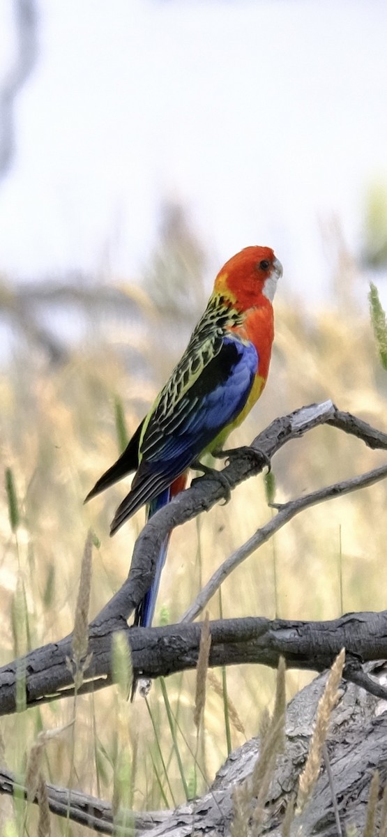 Eastern Rosella - ML646437844