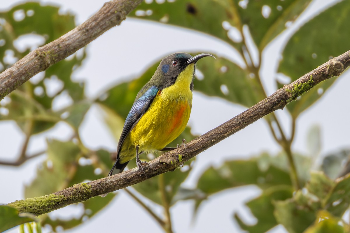 Lina's Sunbird - ML646437845