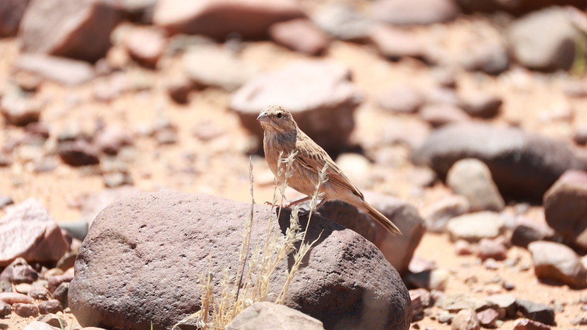 Lark-like Bunting - ML646437846