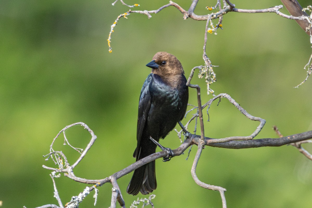 Brown-headed Cowbird - ML646437847