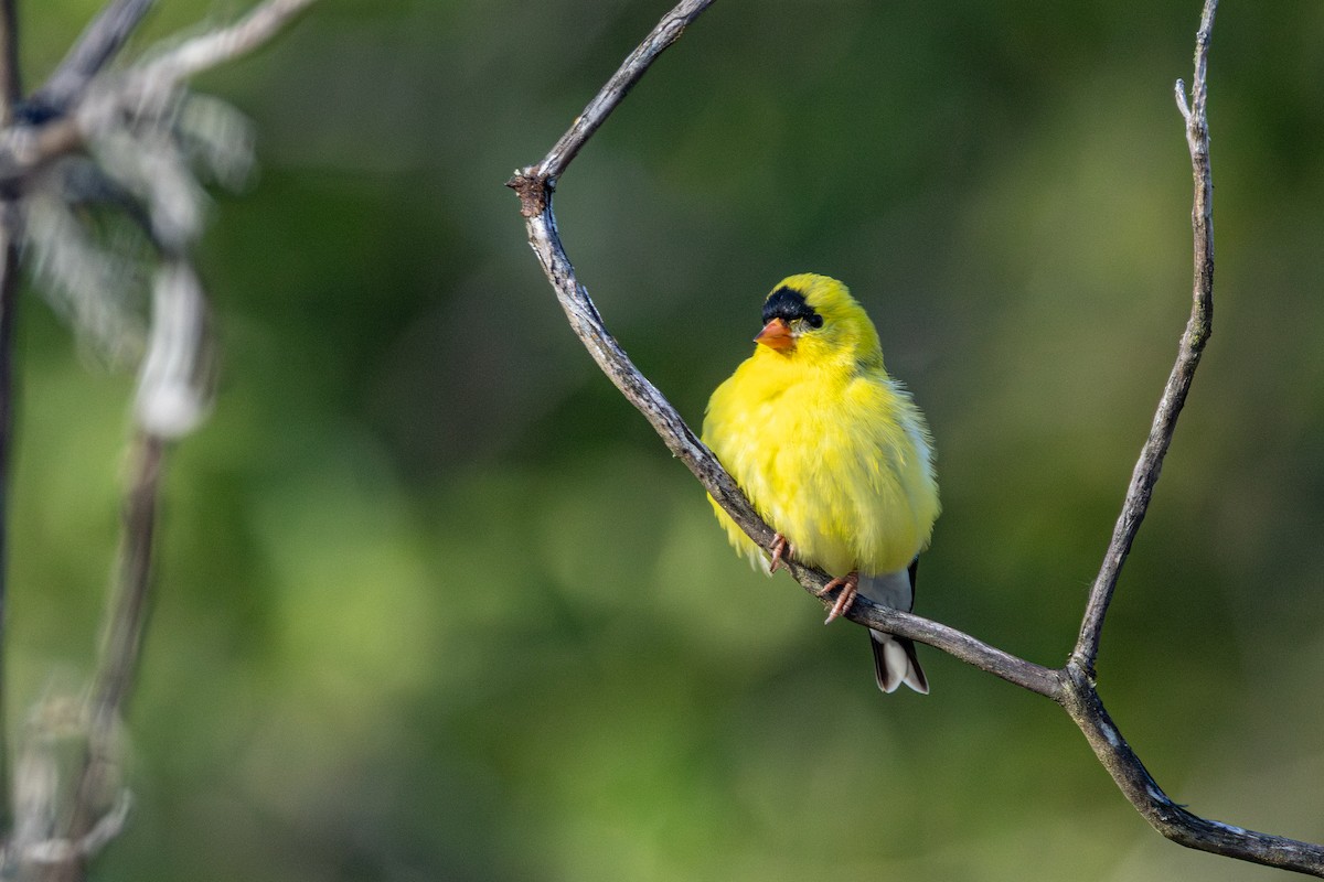 American Goldfinch - ML646437851