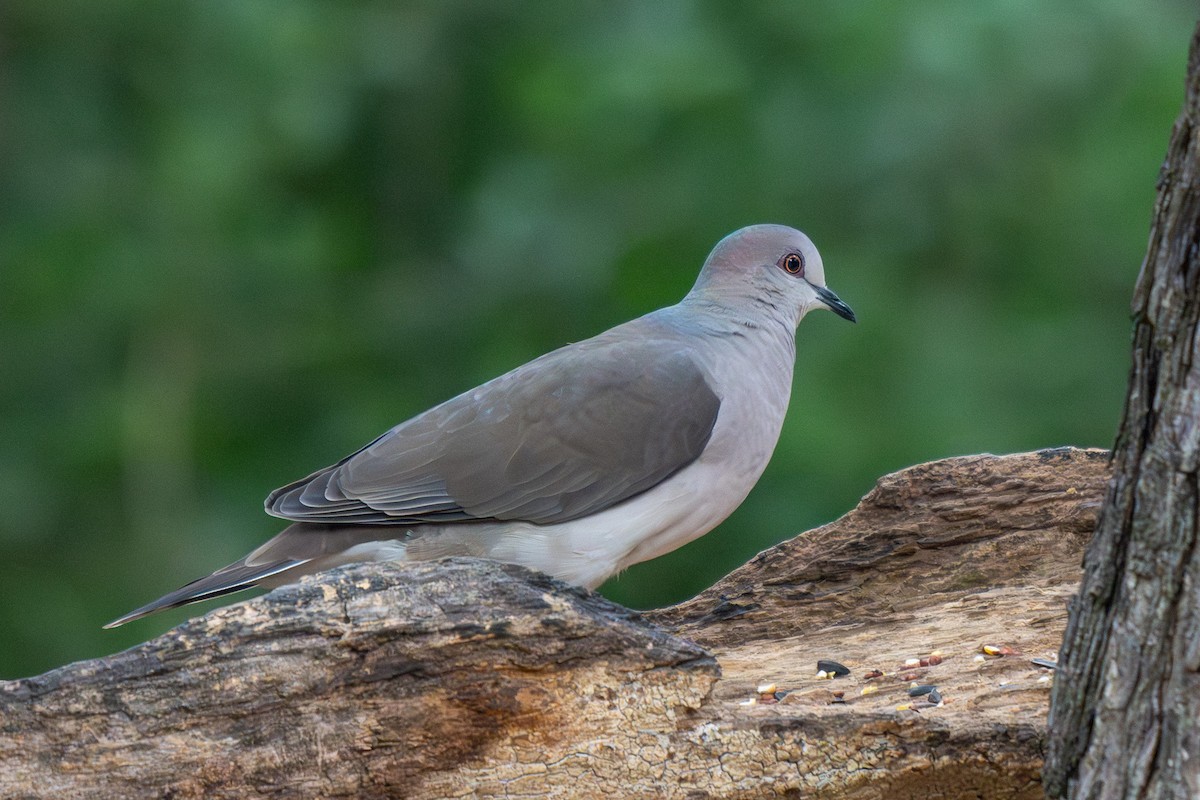 White-tipped Dove - ML646437852