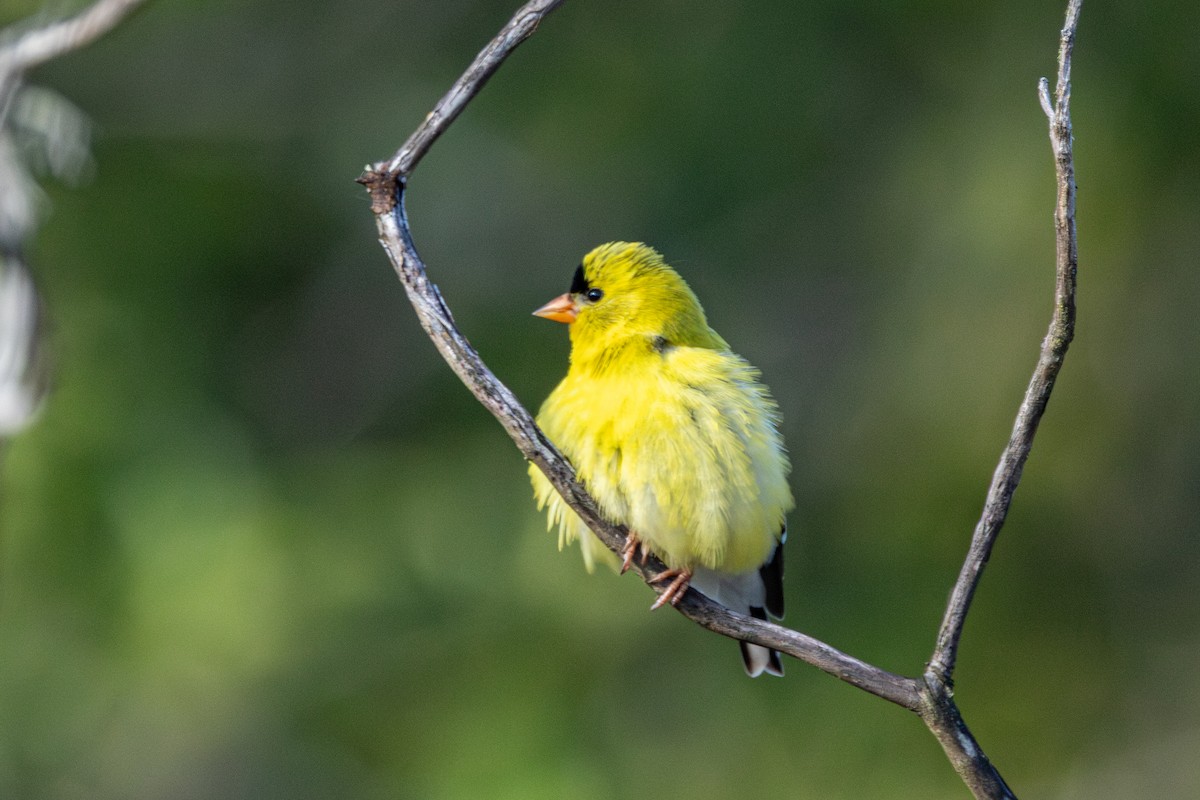 American Goldfinch - ML646437853