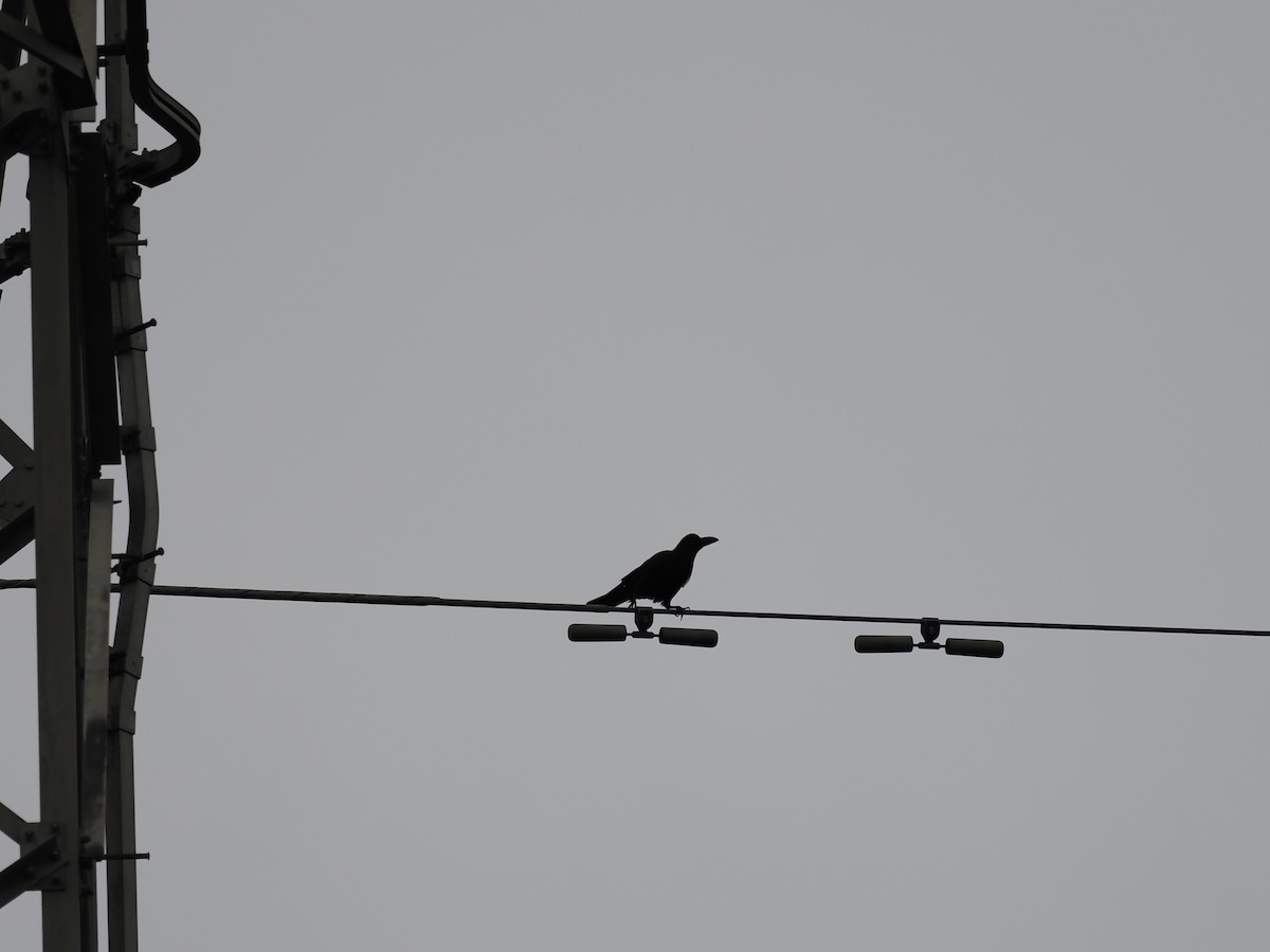 Large-billed Crow - ML646437857