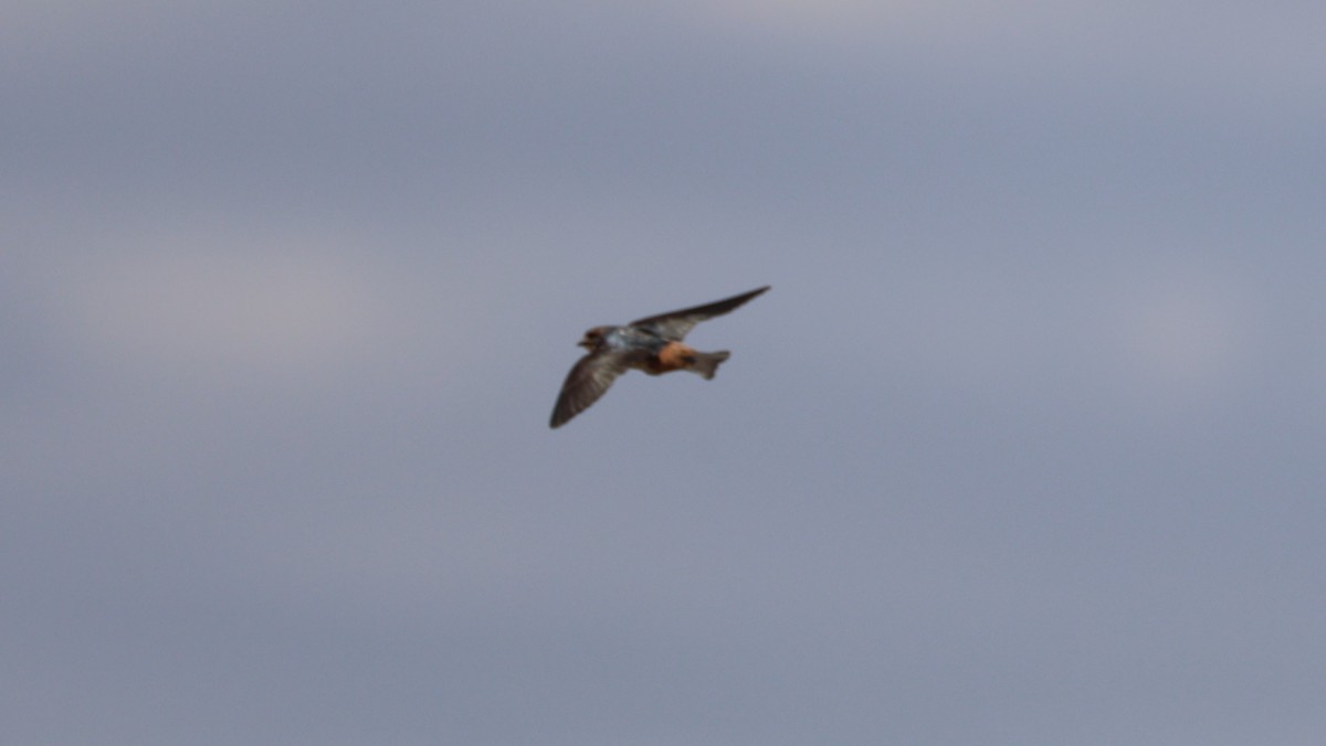 South African Swallow - ML646437861