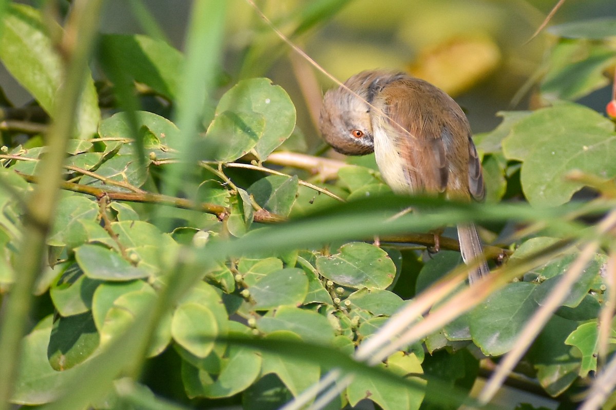 Hodgson Prinyası - ML646437862