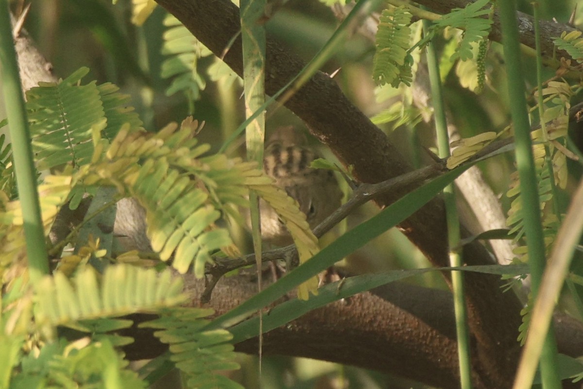 cvrčilka zelená - ML646437863