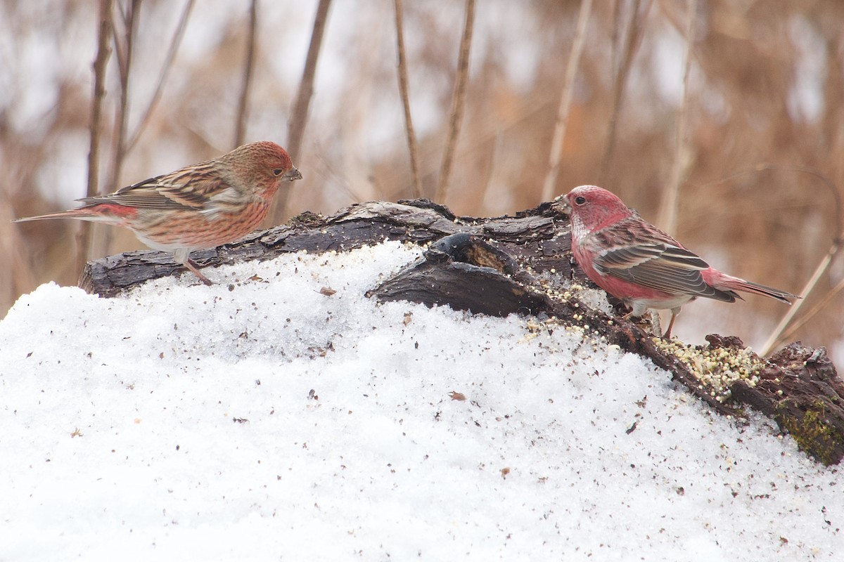 Ягаан бужмар - ML646437864