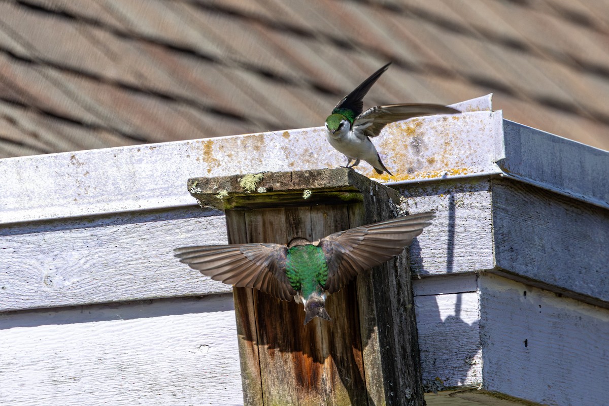 Violet-green Swallow - ML646437865