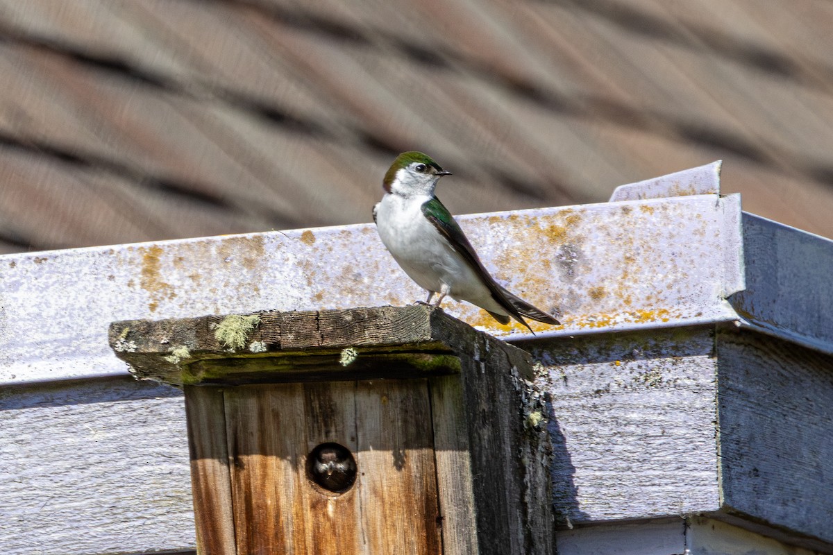 Violet-green Swallow - ML646437866