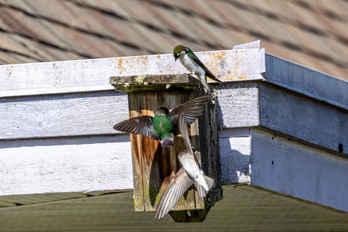 Violet-green Swallow - ML646437867