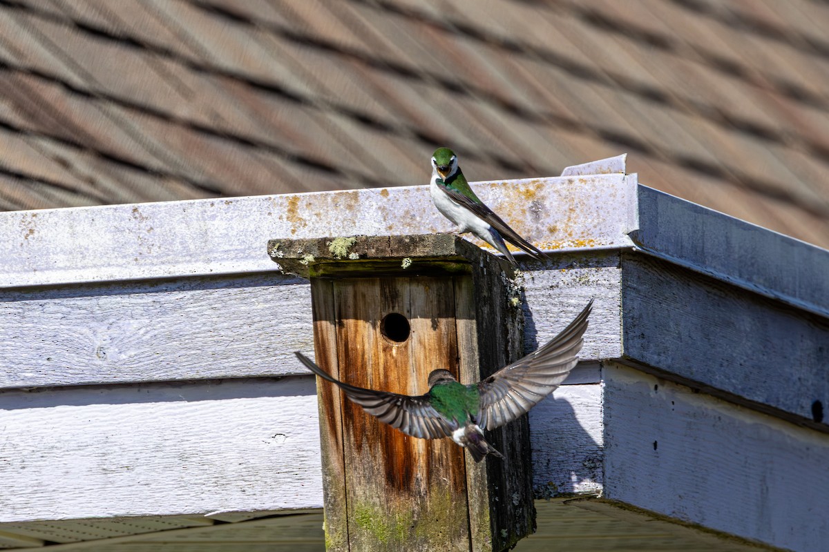 Violet-green Swallow - ML646437868