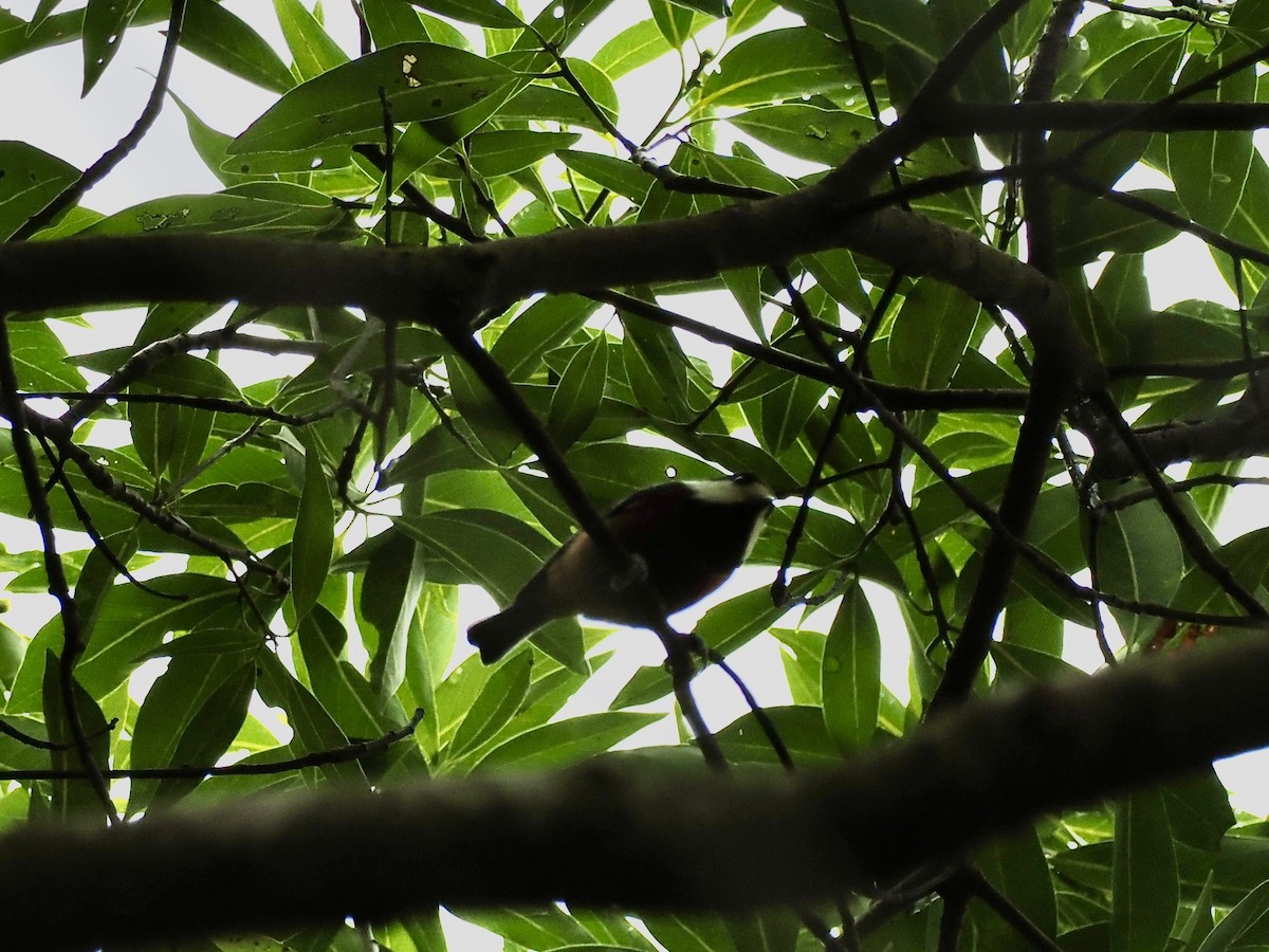 Chestnut-bellied Tit - ML646437869