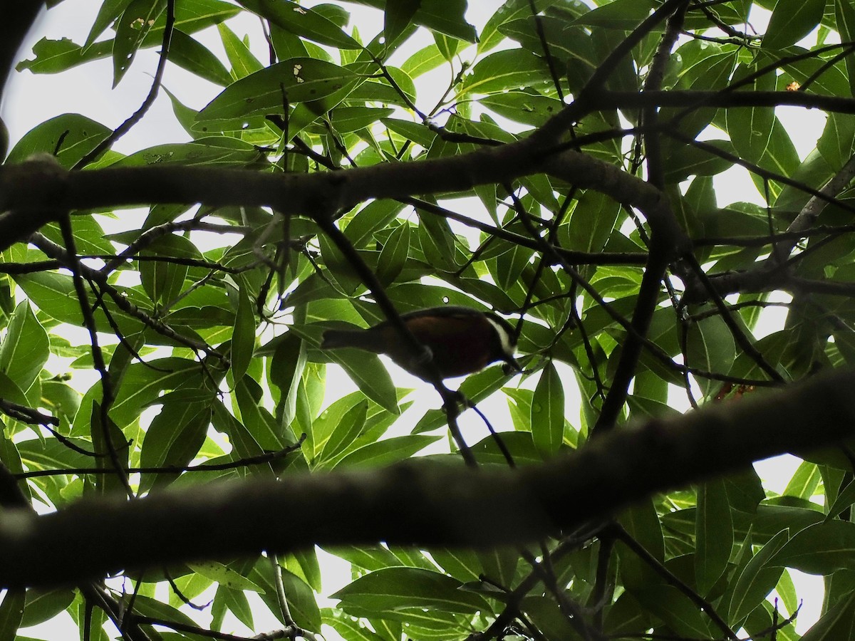 Chestnut-bellied Tit - ML646437870