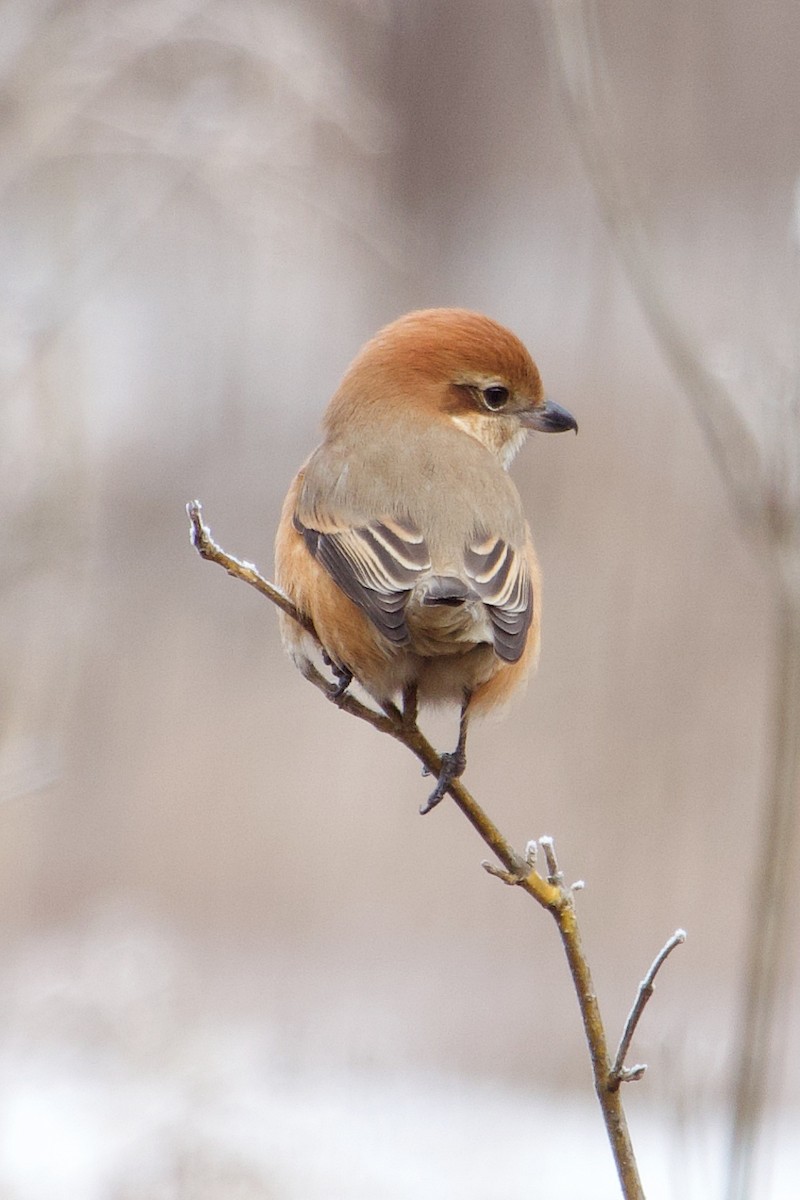 Бухан дунхай - ML646437871