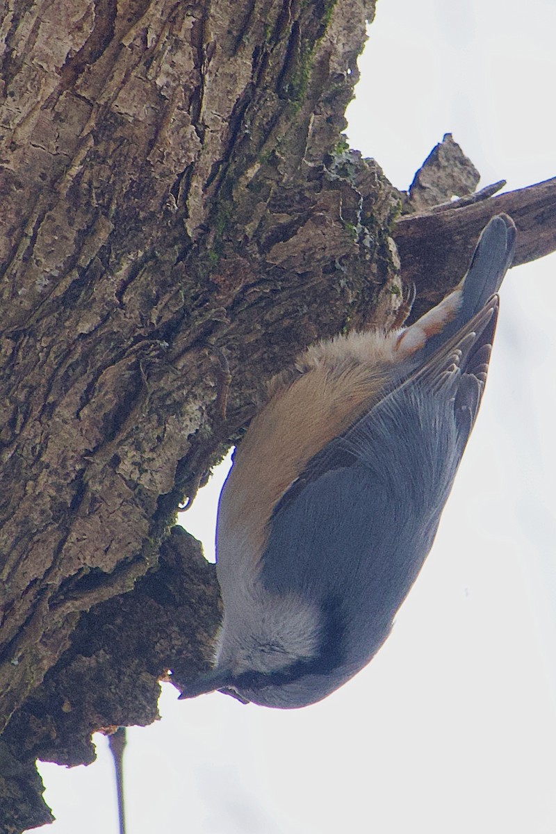 Өрнийн тоншголжин - ML646437873