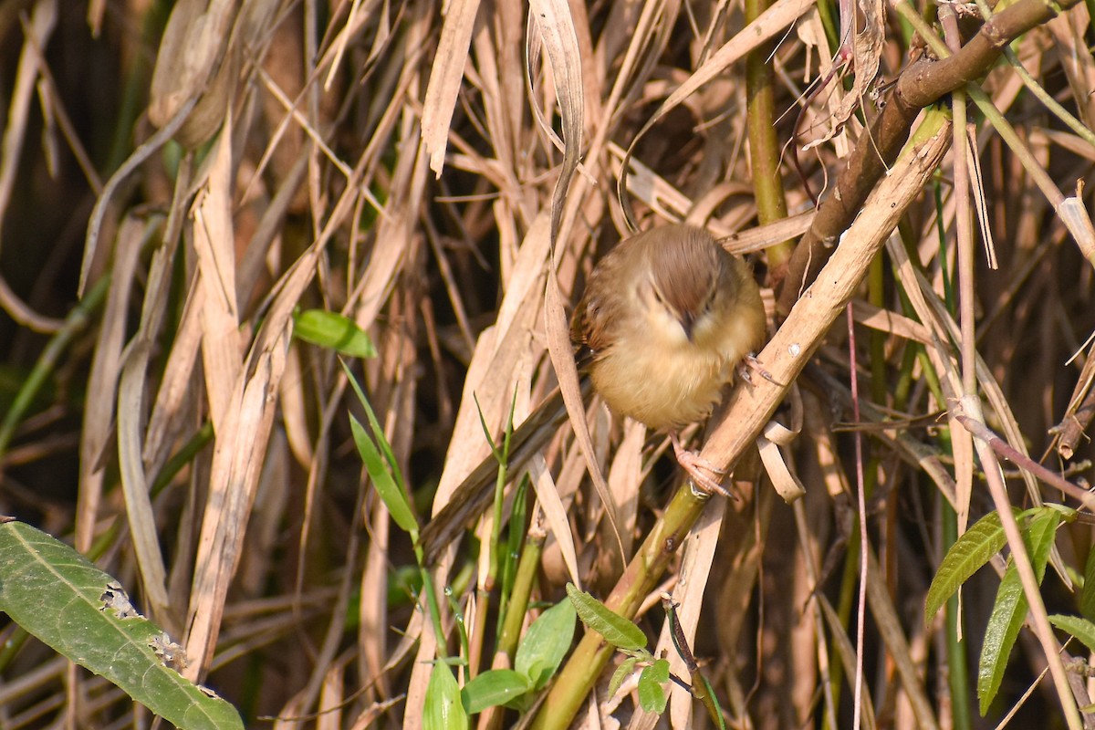 Cangıl Prinyası - ML646437874