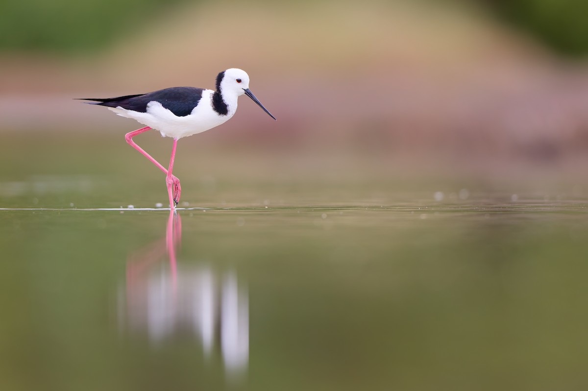 Pied Stilt - ML646437875