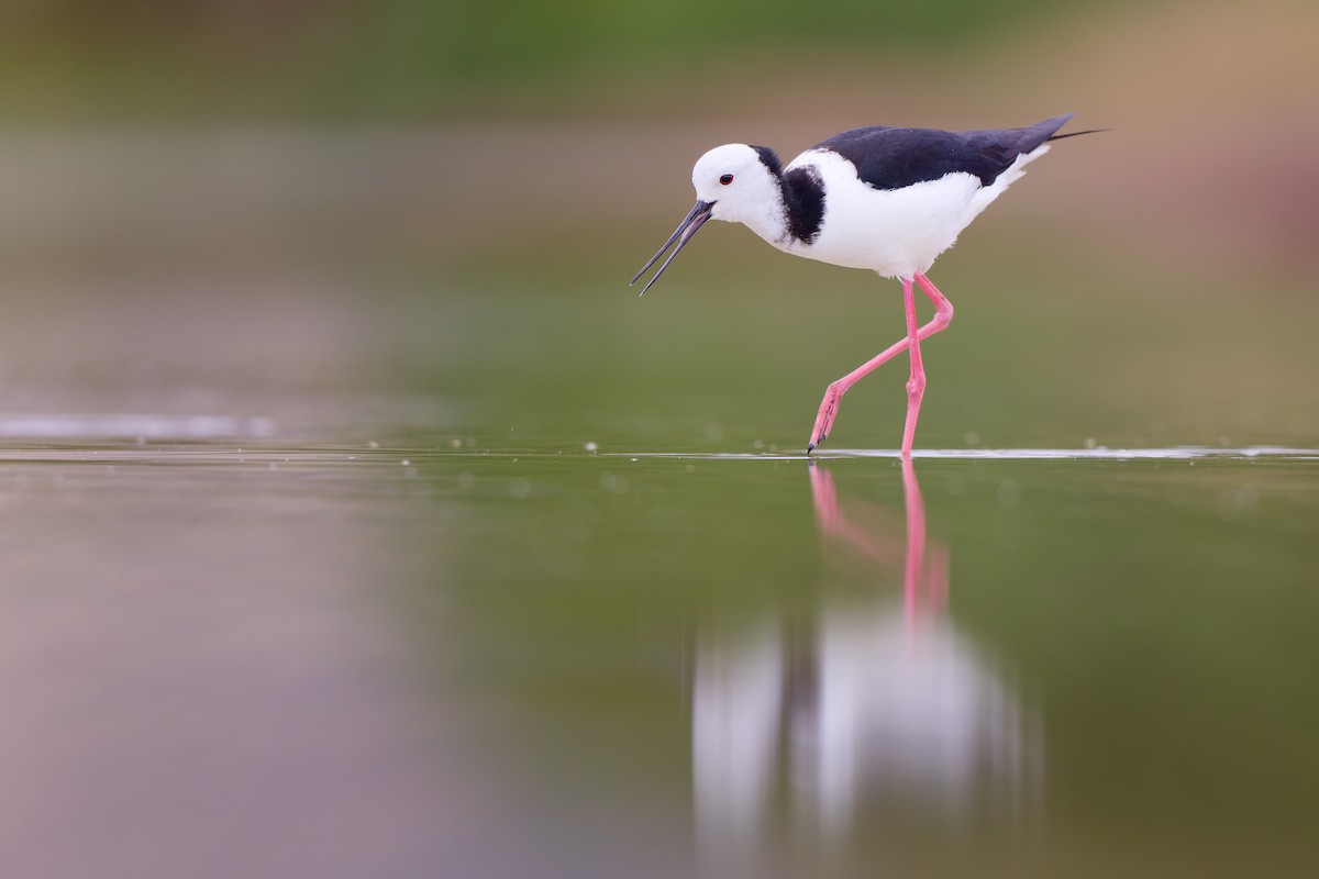 Pied Stilt - ML646437876