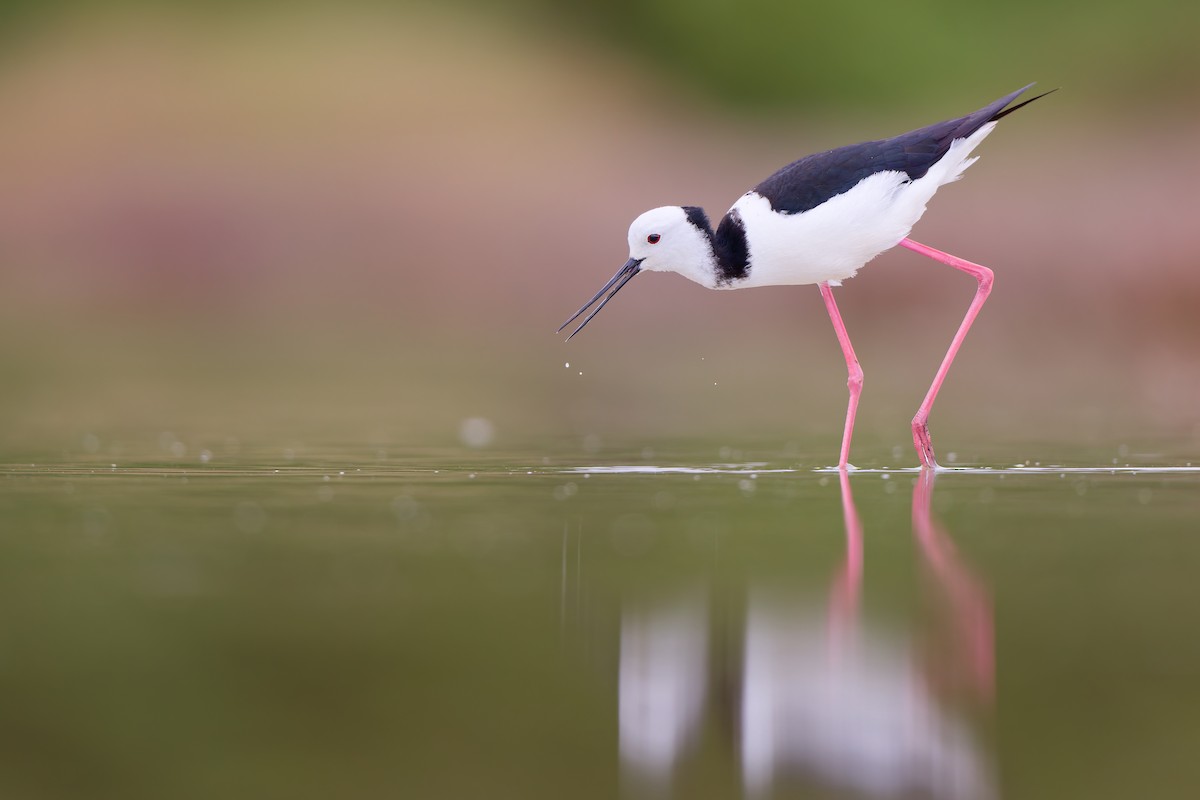 Pied Stilt - ML646437877