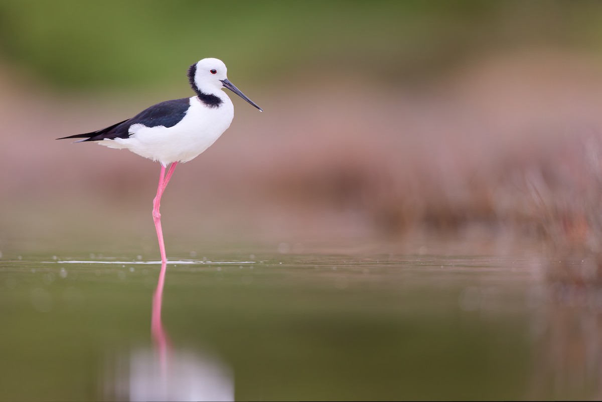 Pied Stilt - ML646437878