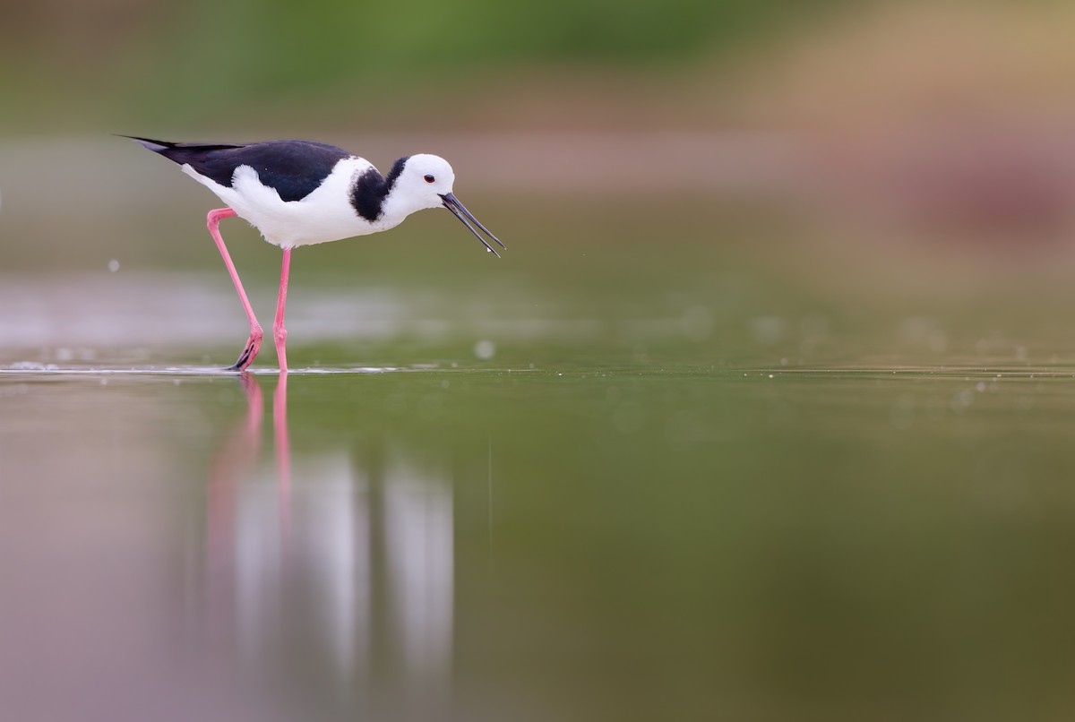 Pied Stilt - ML646437879