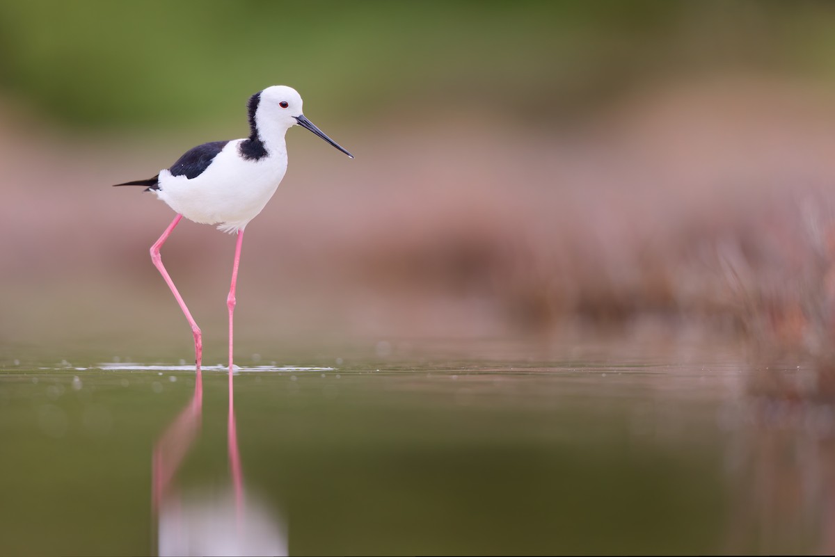 Pied Stilt - ML646437880