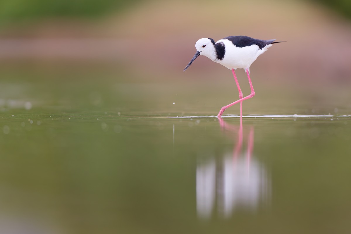 Pied Stilt - ML646437881