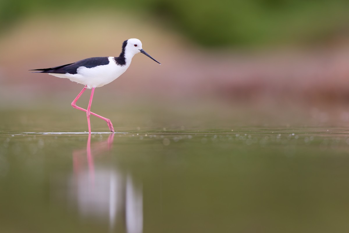 Pied Stilt - ML646437882