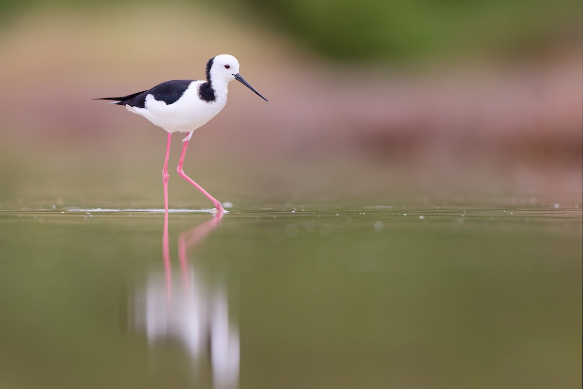 Pied Stilt - ML646437883
