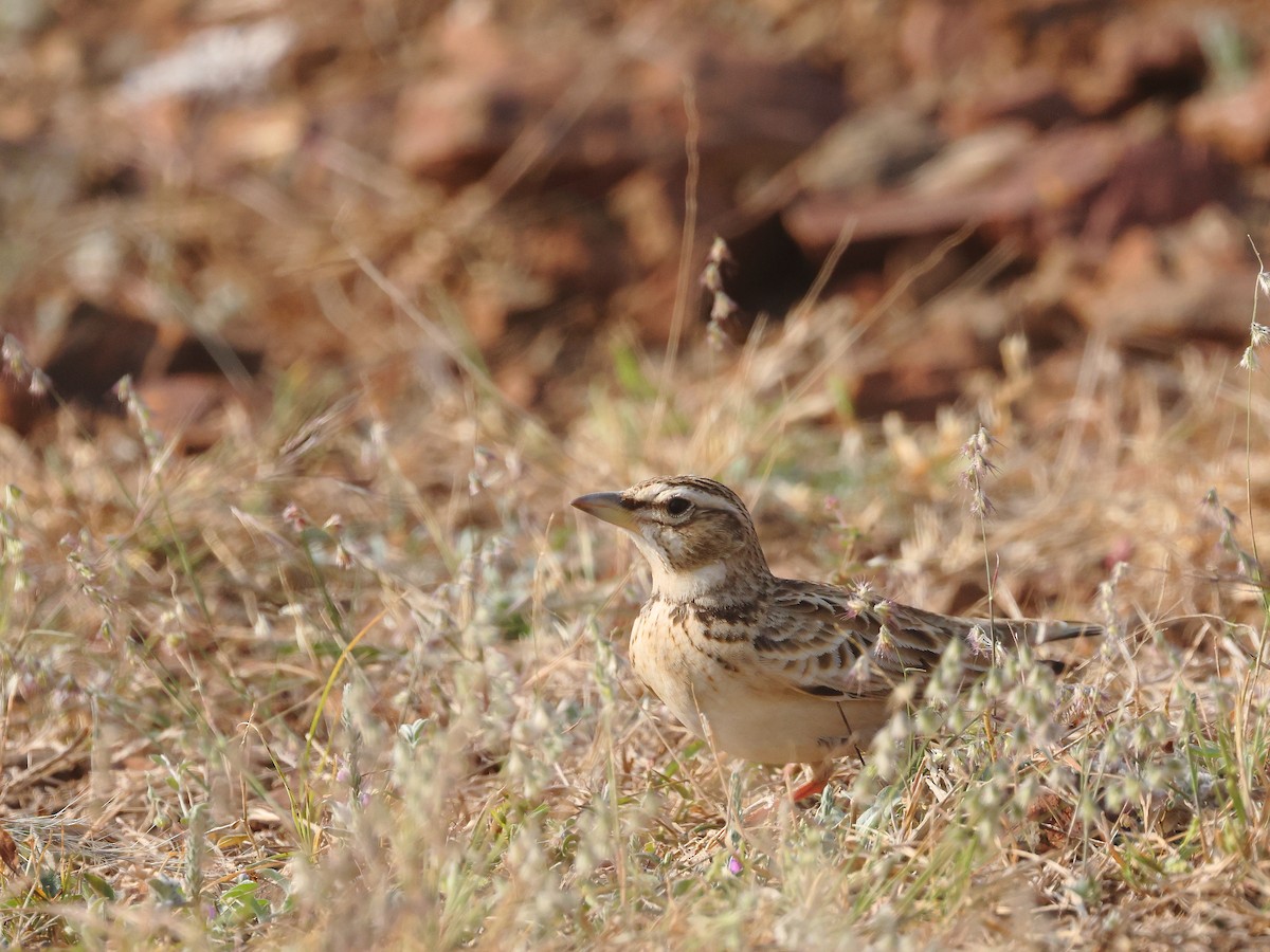Küçük Boğmaklı Toygar - ML646437889