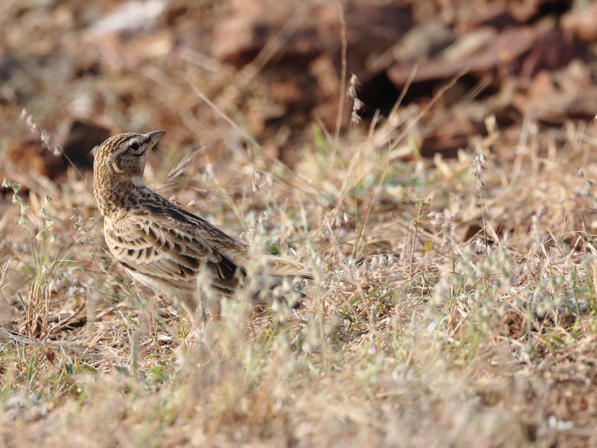 Küçük Boğmaklı Toygar - ML646437890