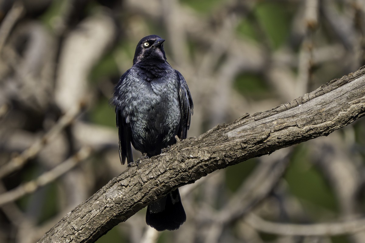 Brewer's Blackbird - ML646437891