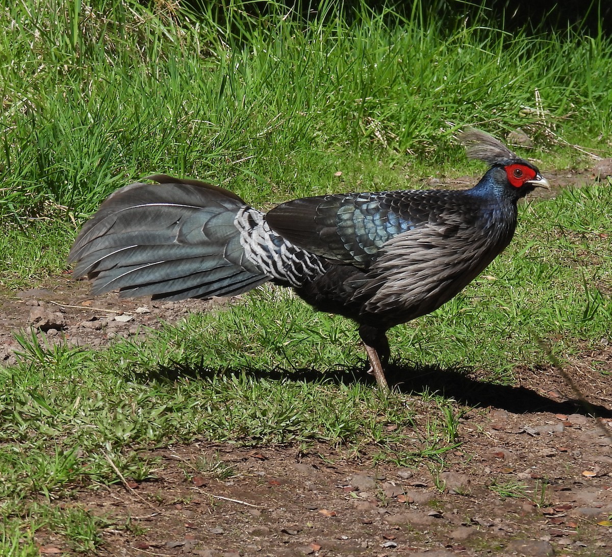 Kalij Pheasant - ML646437892