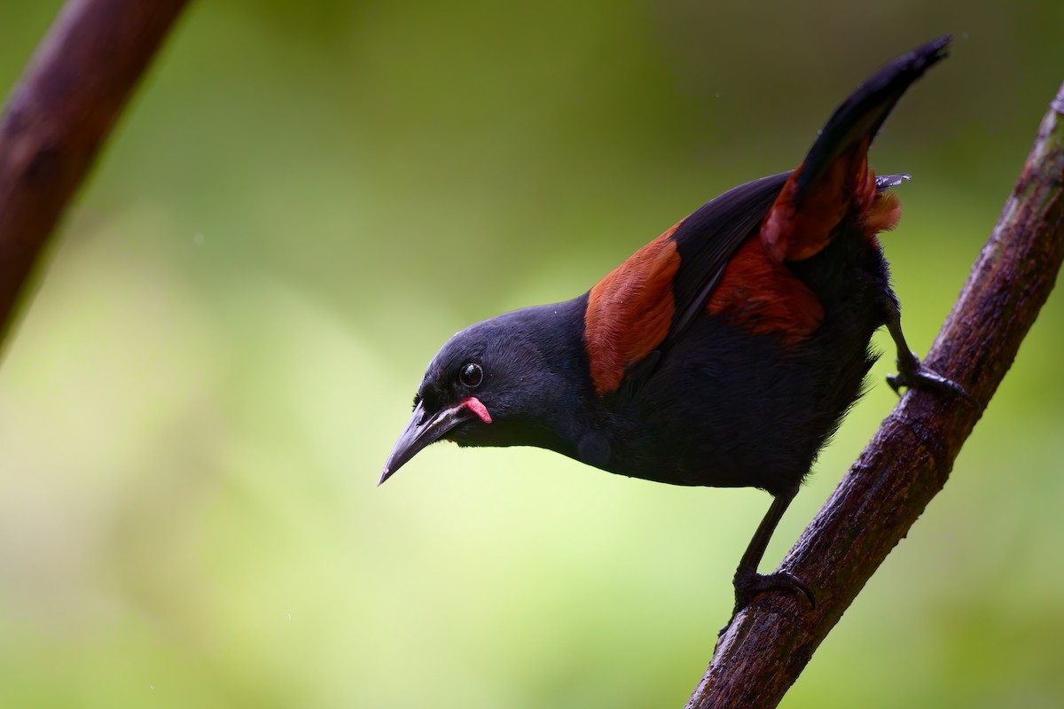 South Island Saddleback - ML646437901