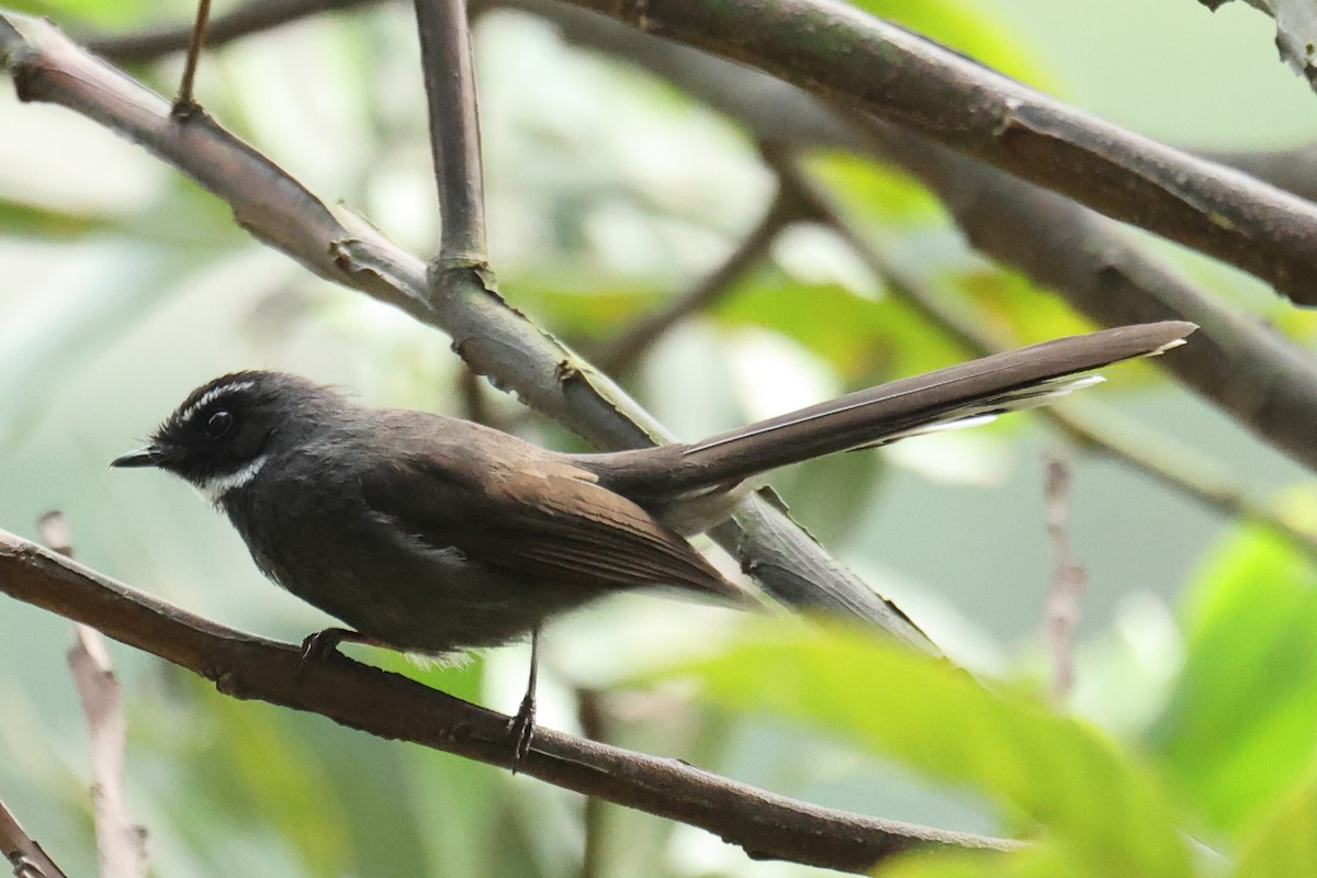 White-throated Fantail - ML646437905