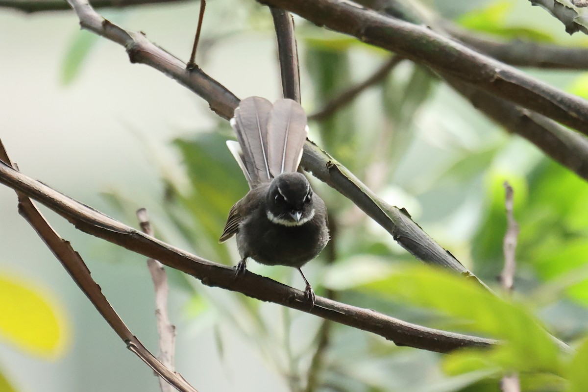 White-throated Fantail - ML646437906