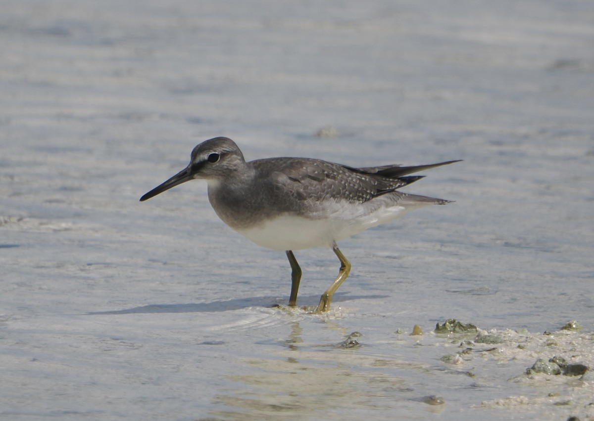 Коловодник попелястий - ML646437911