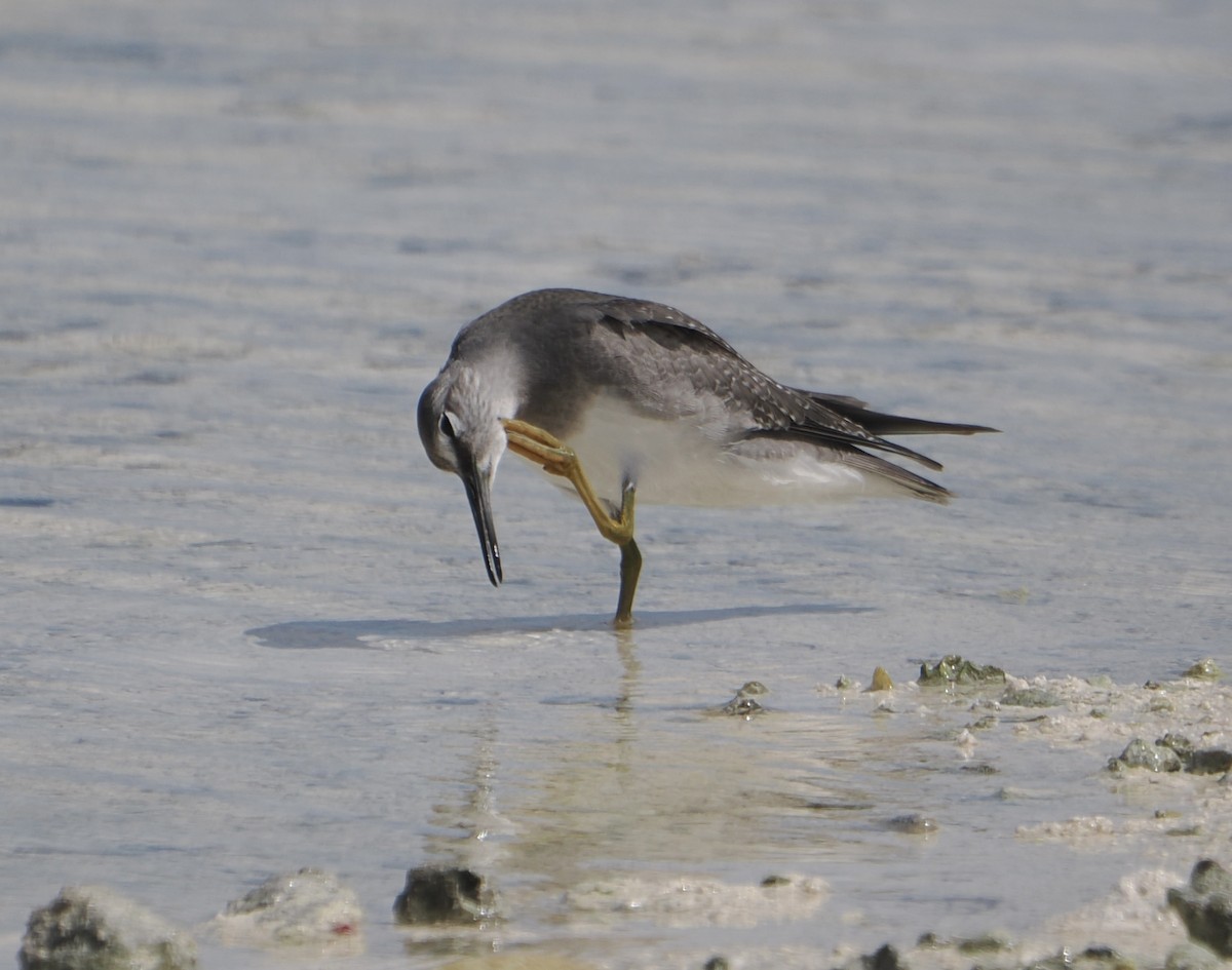 Коловодник попелястий - ML646437912