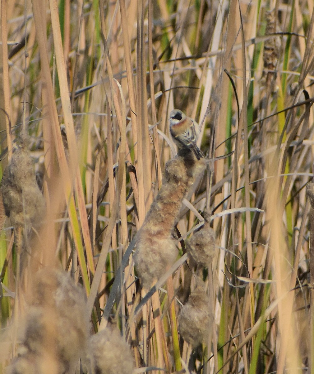 Dilindari kopetazuria - ML646437914