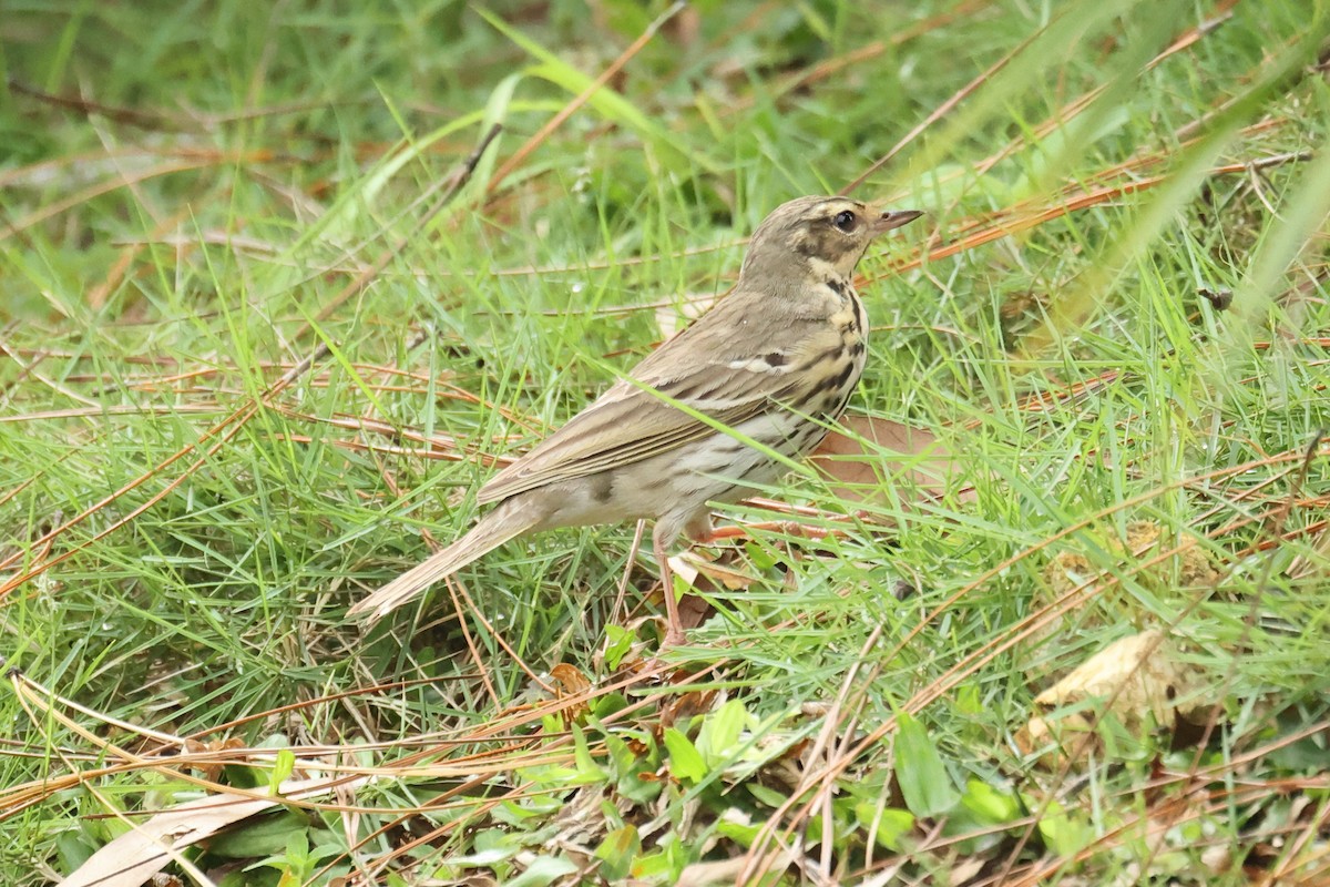 Olive-backed Pipit - ML646437915