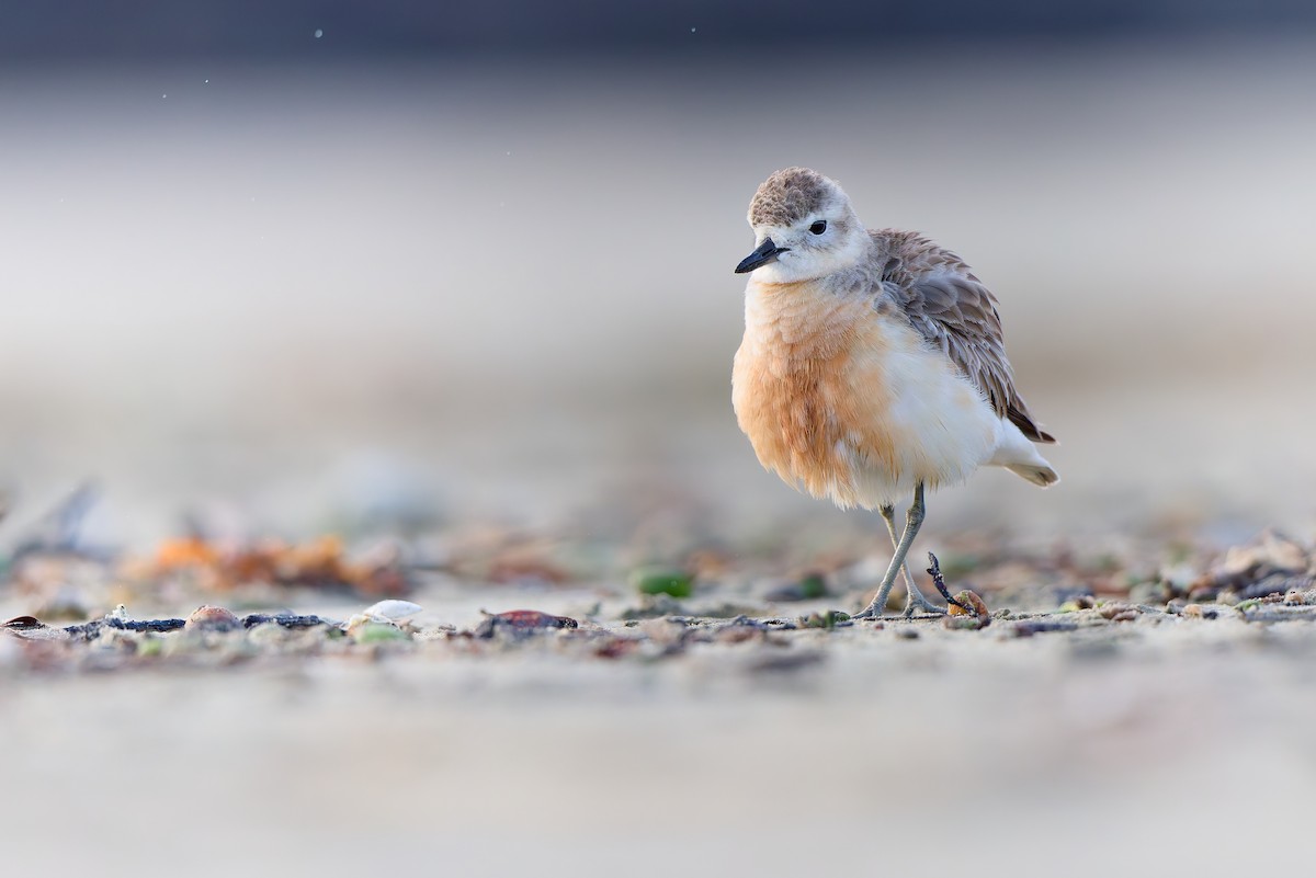Red-breasted Dotterel - ML646437920