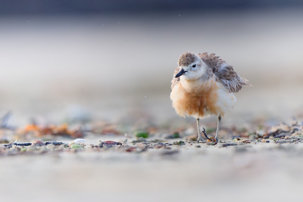Red-breasted Dotterel - ML646437921