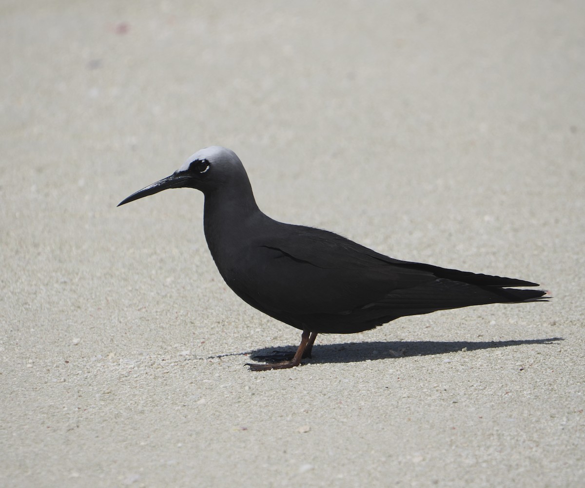 Black Noddy - ML646437925