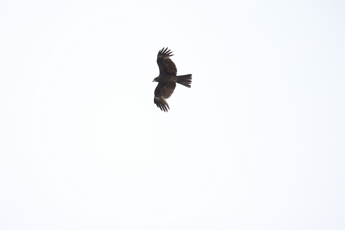 Black Kite - ML646437926