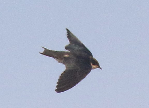 ハリオツバメ - ML646437927