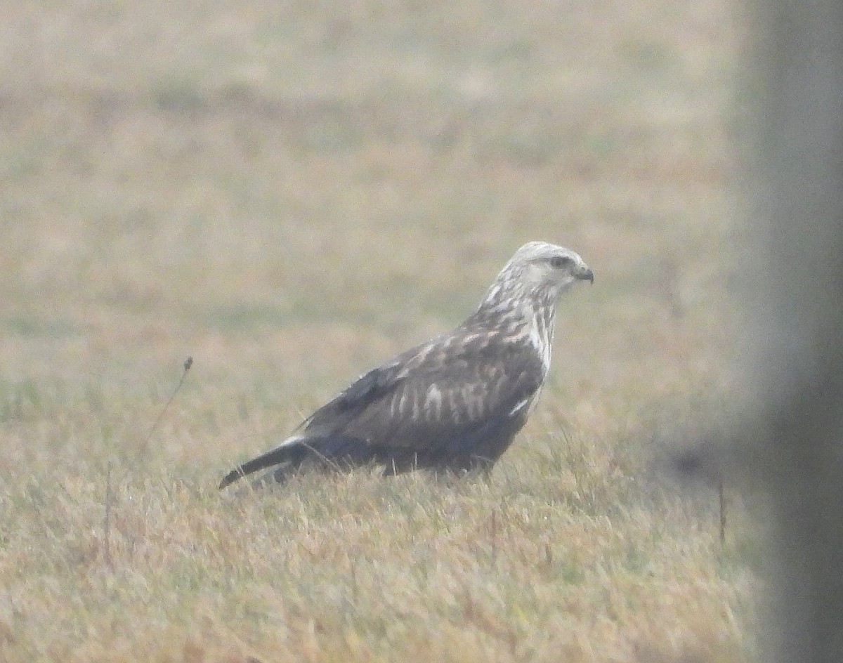 Rough-legged Hawk - ML646437928
