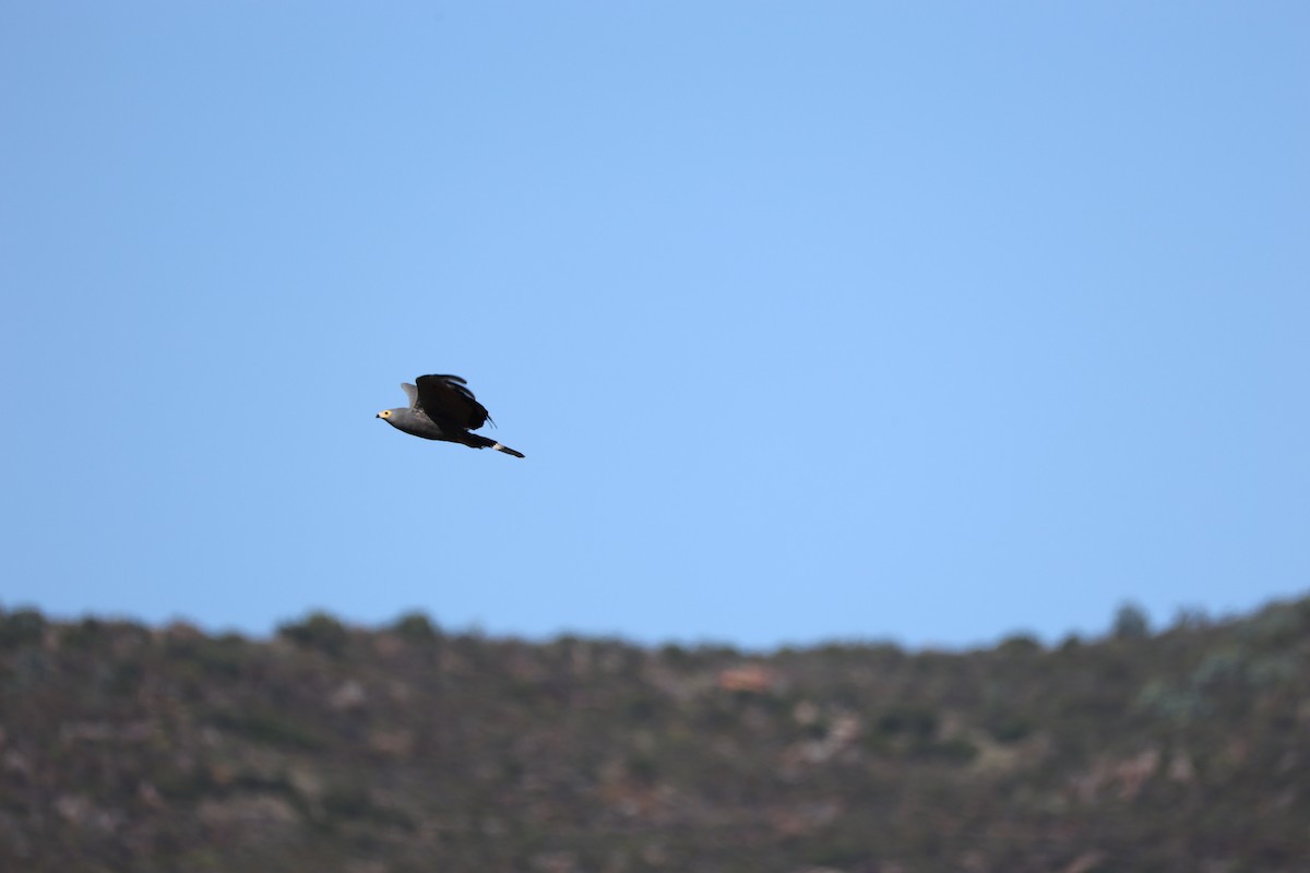 African Harrier-Hawk - ML646437932
