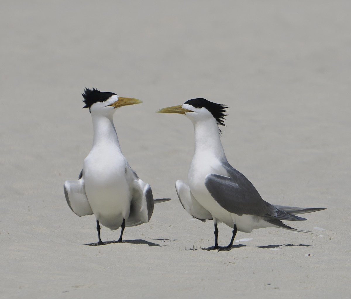 Great Crested Tern - ML646437933
